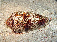 Conus textile shell